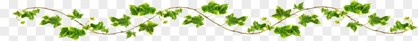 Vine Leaves Sweet Grass Vetiver Wheatgrass Commodity Desktop Wallpaper PNG