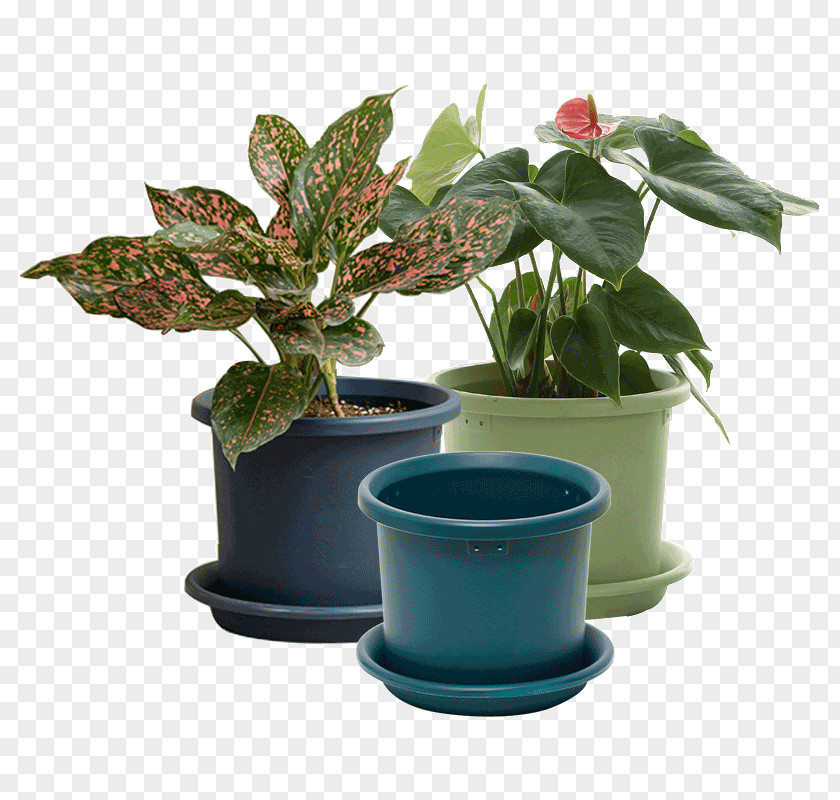 Flowerpot Leaf Houseplant Herb PNG