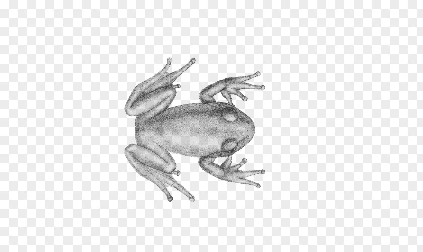 Frog Toad PNG