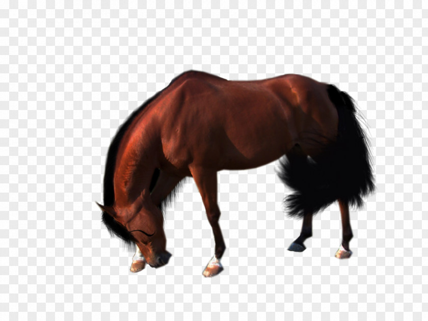 Horse Ritmeester Pony Arabian Equestrian PNG