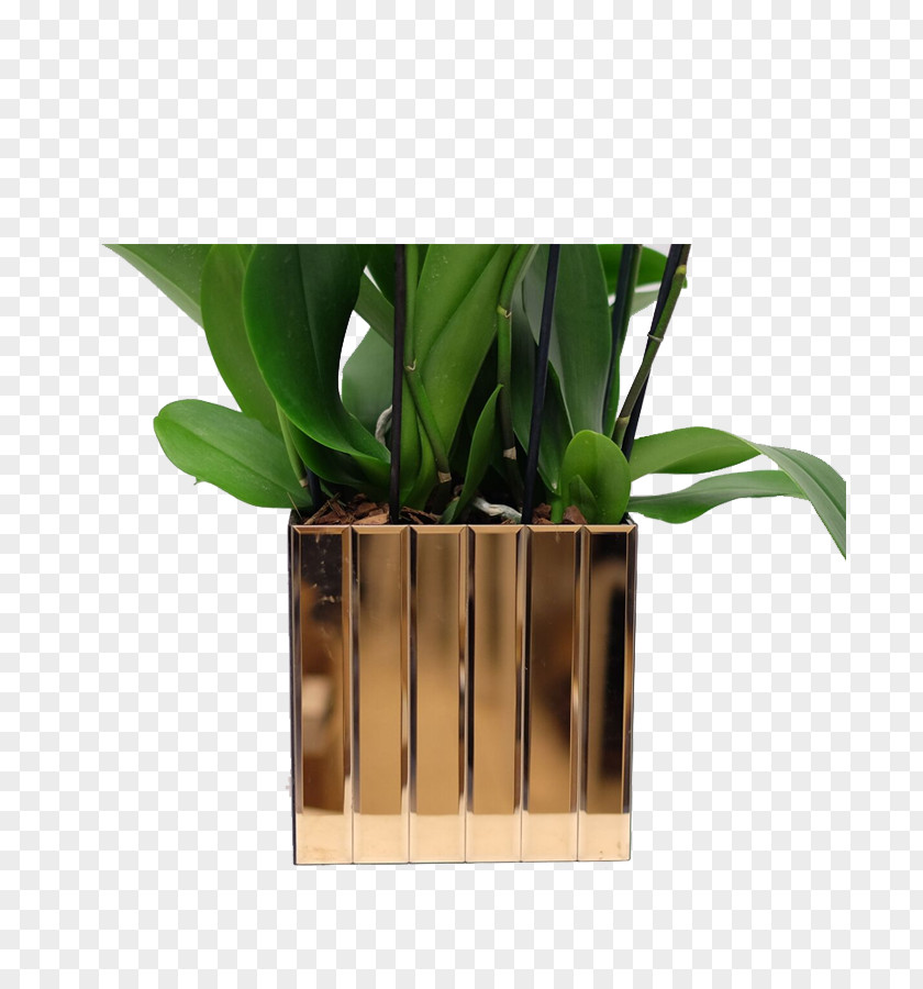 Moth Orchids Houseplant Flowerpot Product Design PNG