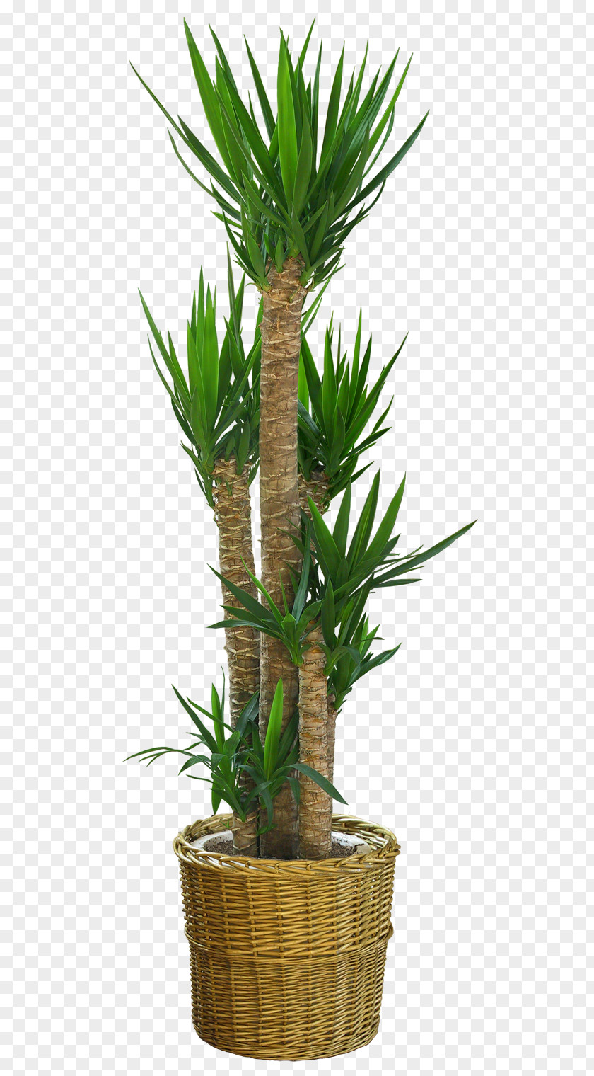 Potted Plant Dracaena Draco Flowerpot PNG