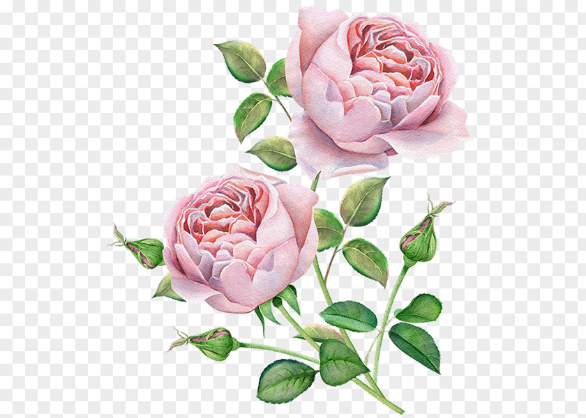 Rose Flower Bouquet Vector Graphics Illustration PNG