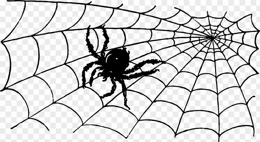 Spider Web Insect Animal PNG