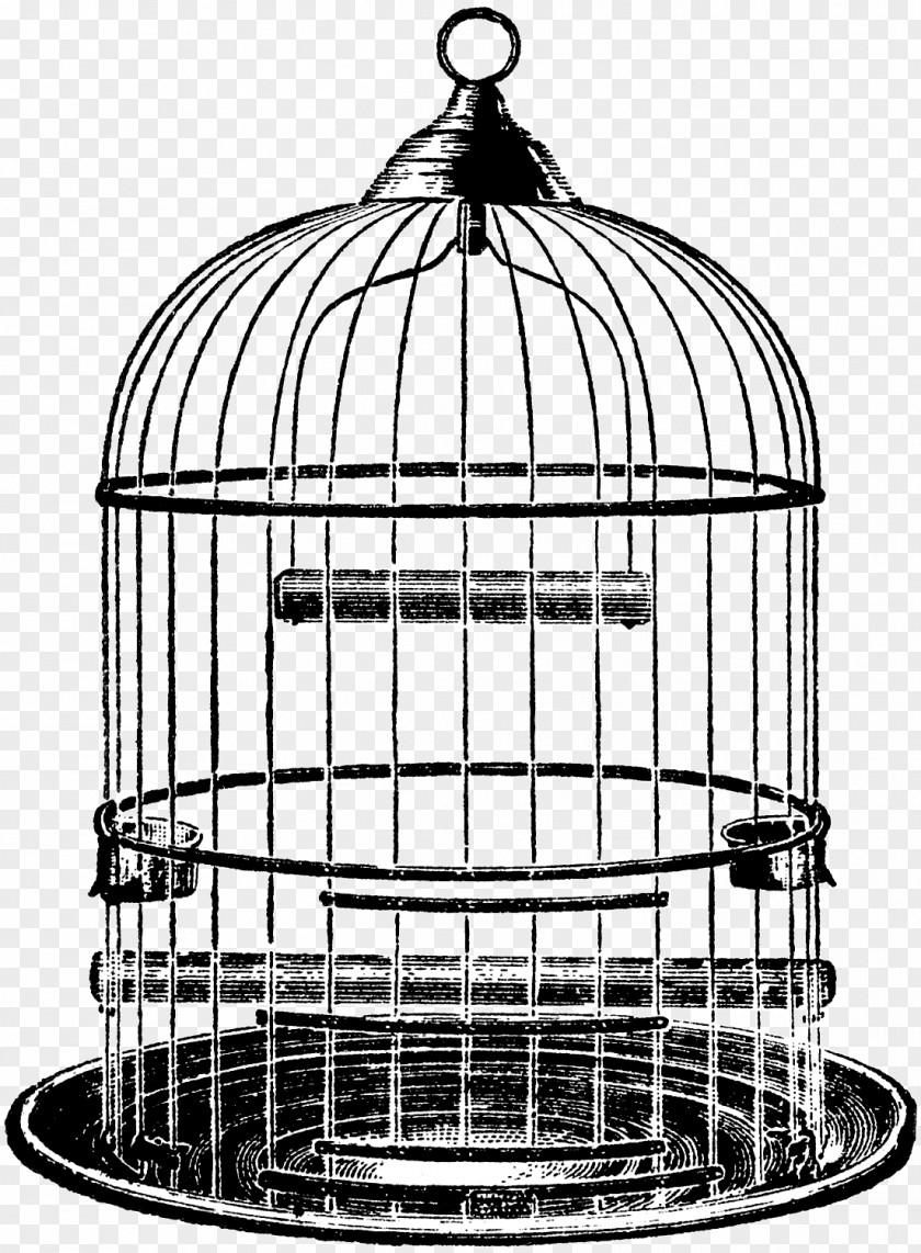 Weston Cage 2018 Clip Art Drawing Parrot Birdcage PNG