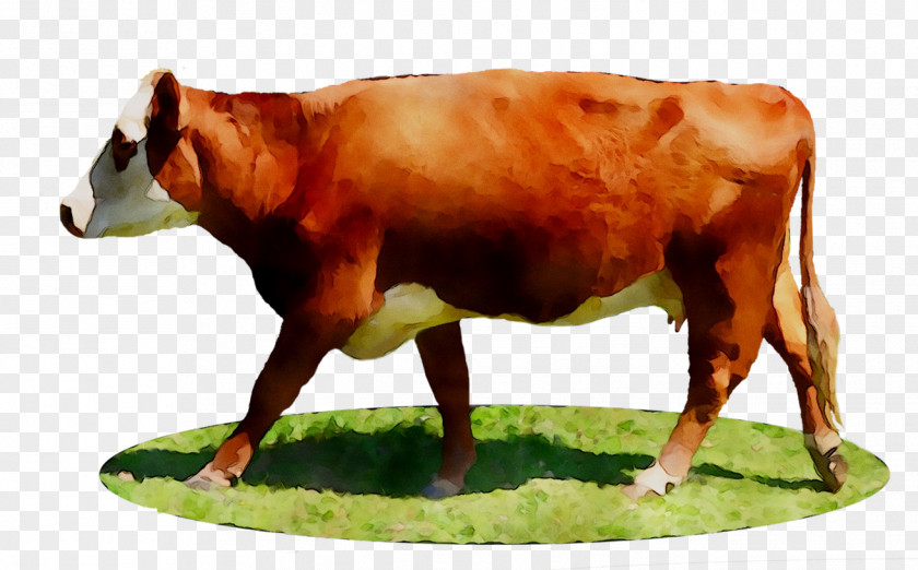 Dairy Cattle Ox Calf PNG