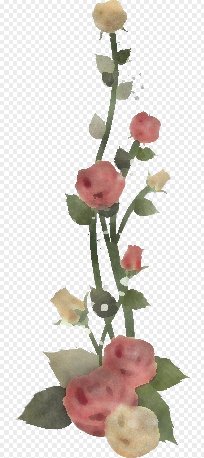 Floral Flowers PNG