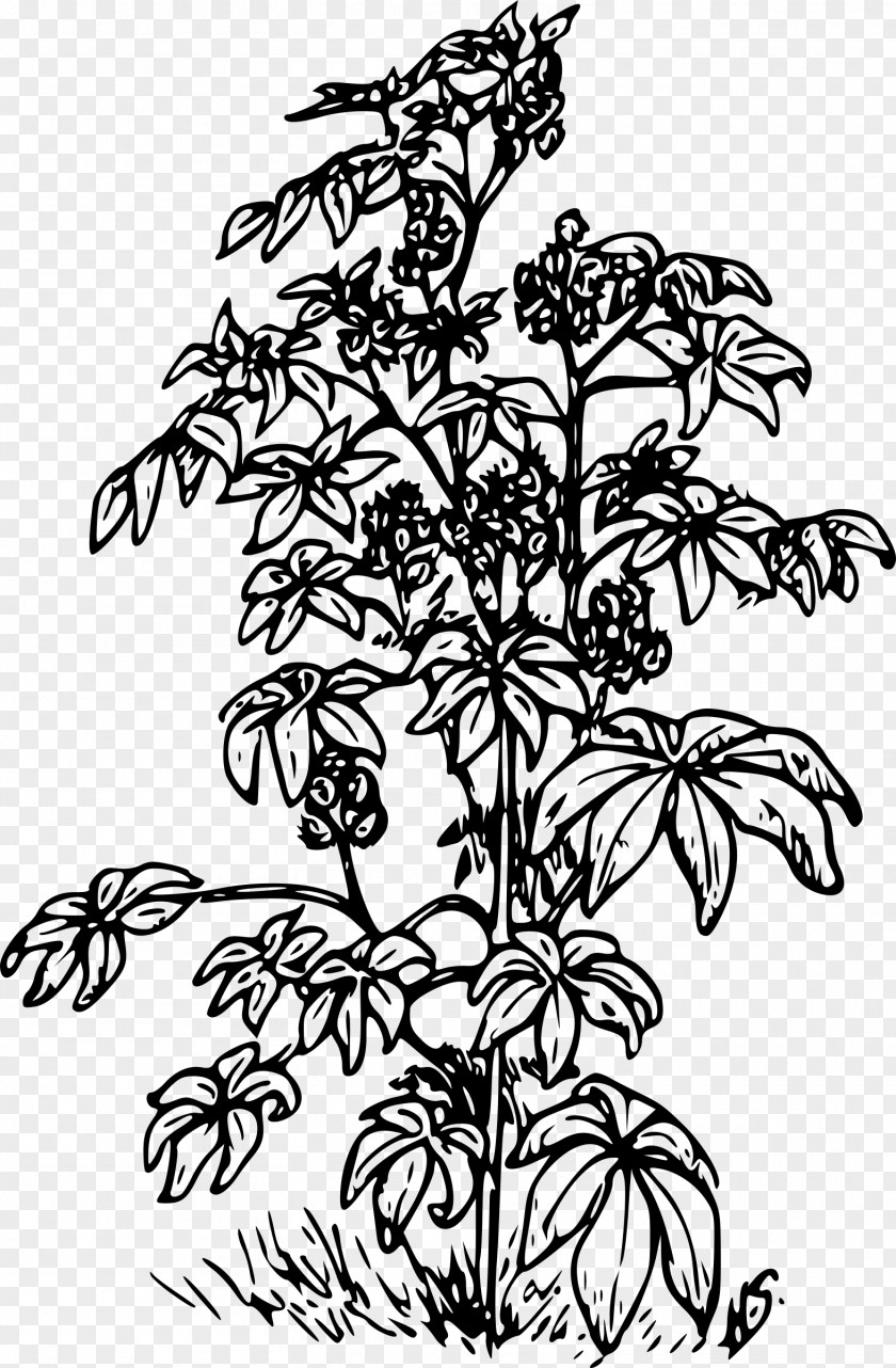 Plant Ricinus Castor Oil Clip Art PNG