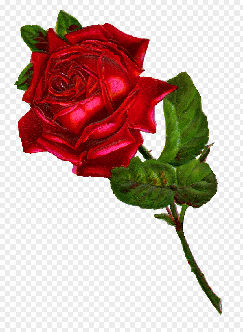 Rosa Rose Flower Red Clip Art PNG