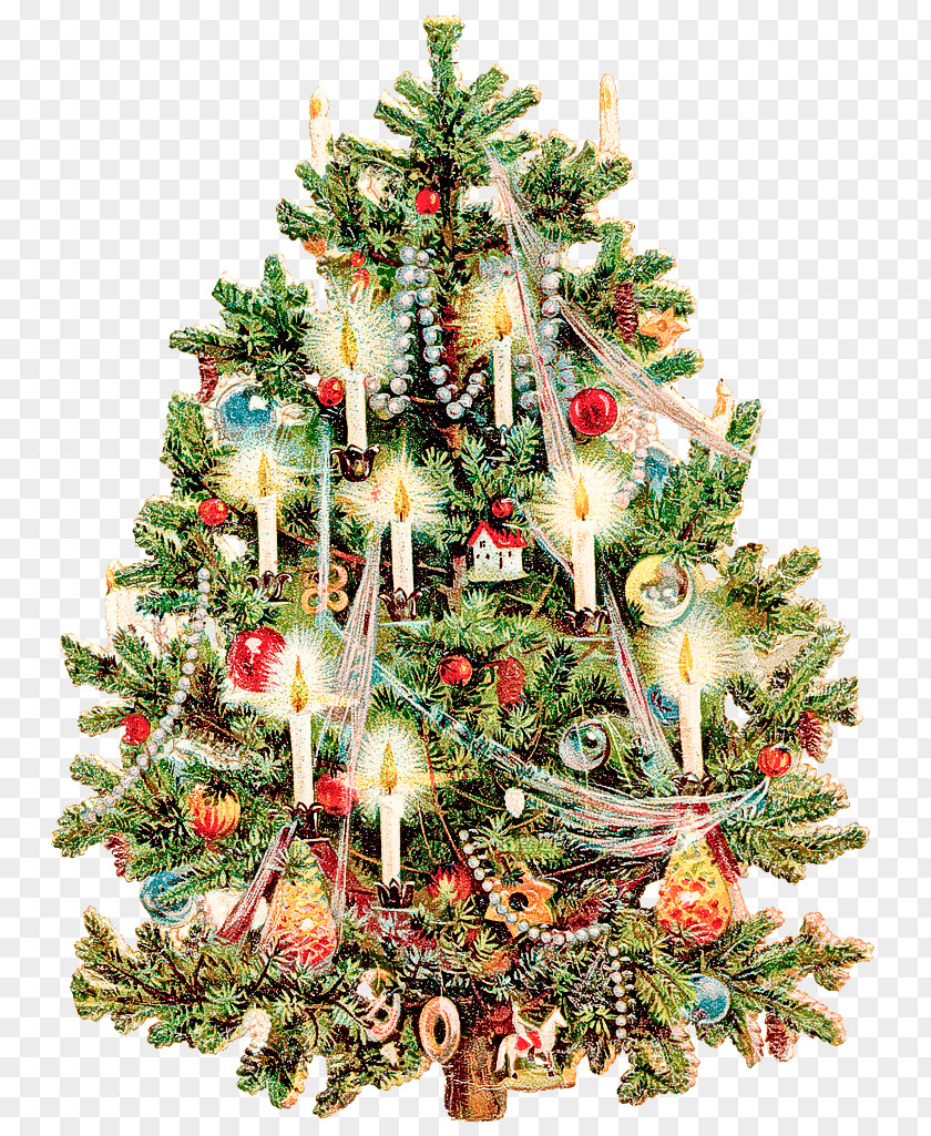 Christmas Tree PNG