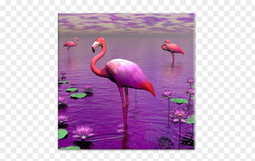 Flamingo Bird Lilium Stock Photography PNG