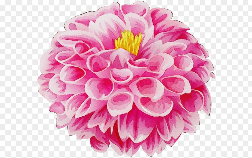 Artificial Flower Zinnia Watercolor Pink Flowers PNG