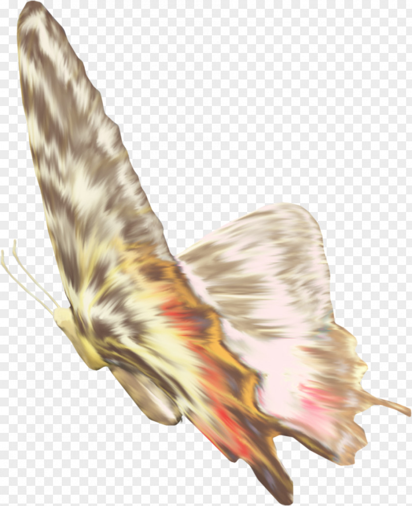 Brown Butterfly Feather Wing Pollinator Illustration PNG