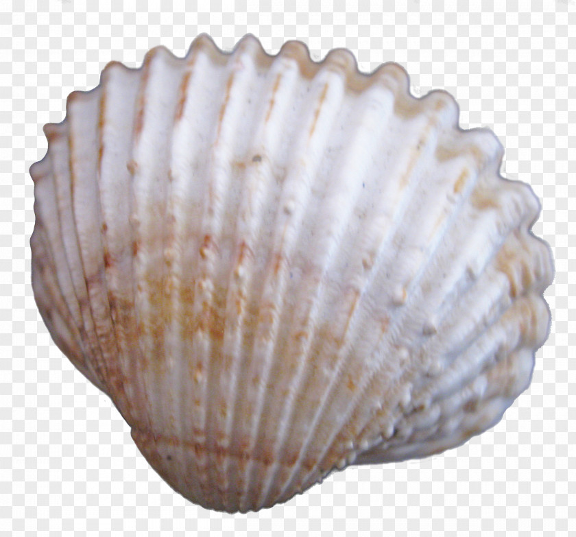 Creative Seashells Cockle Seashell PNG