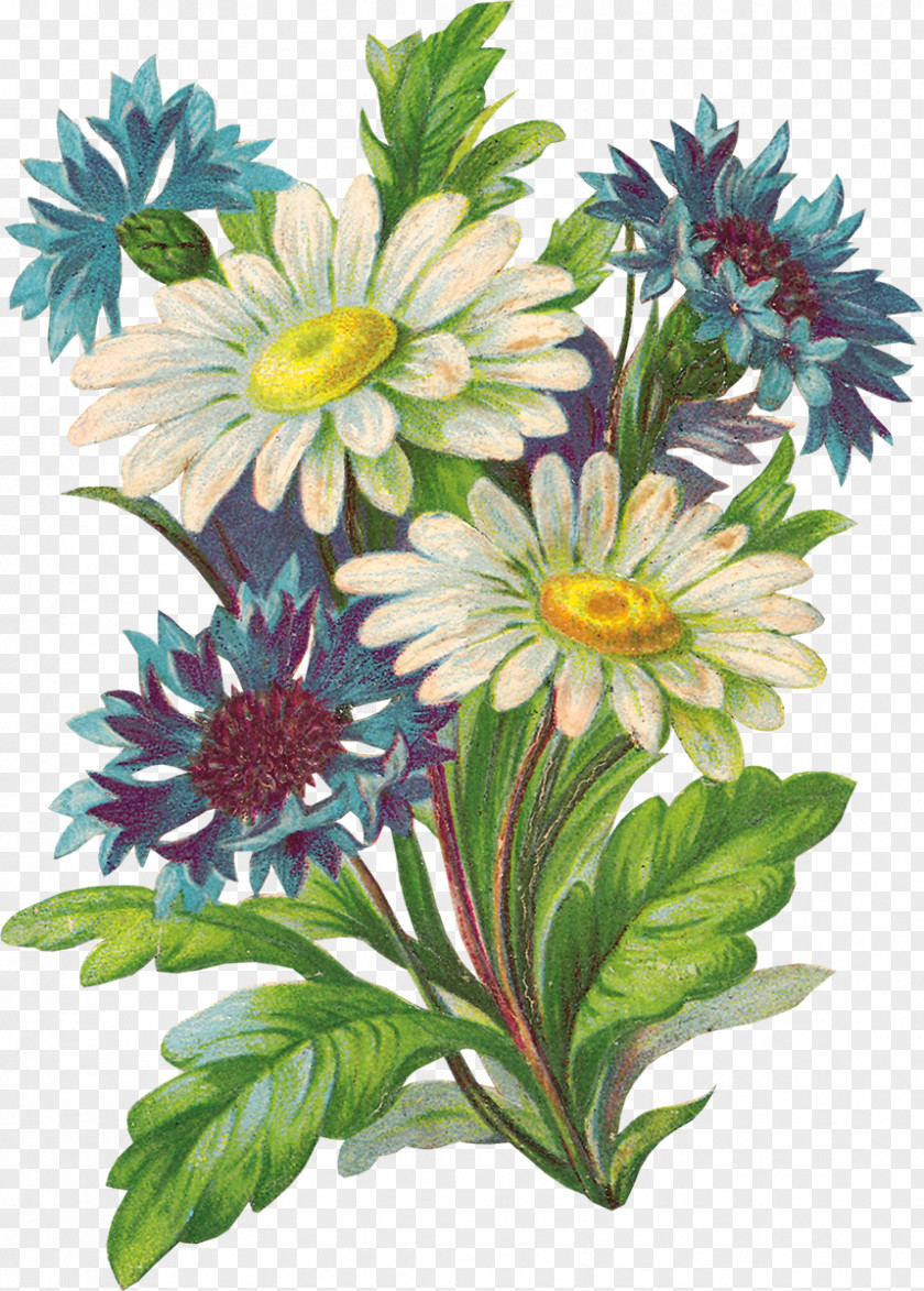 Flower Common Daisy Bouquet Image Garden Roses PNG