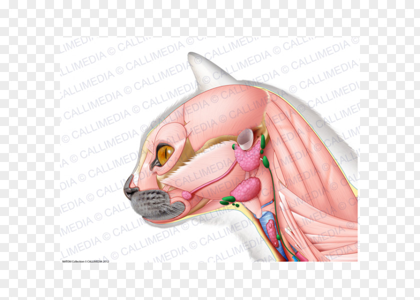 Ischiocavernosus Muscle Anatomy Neck Human Body PNG