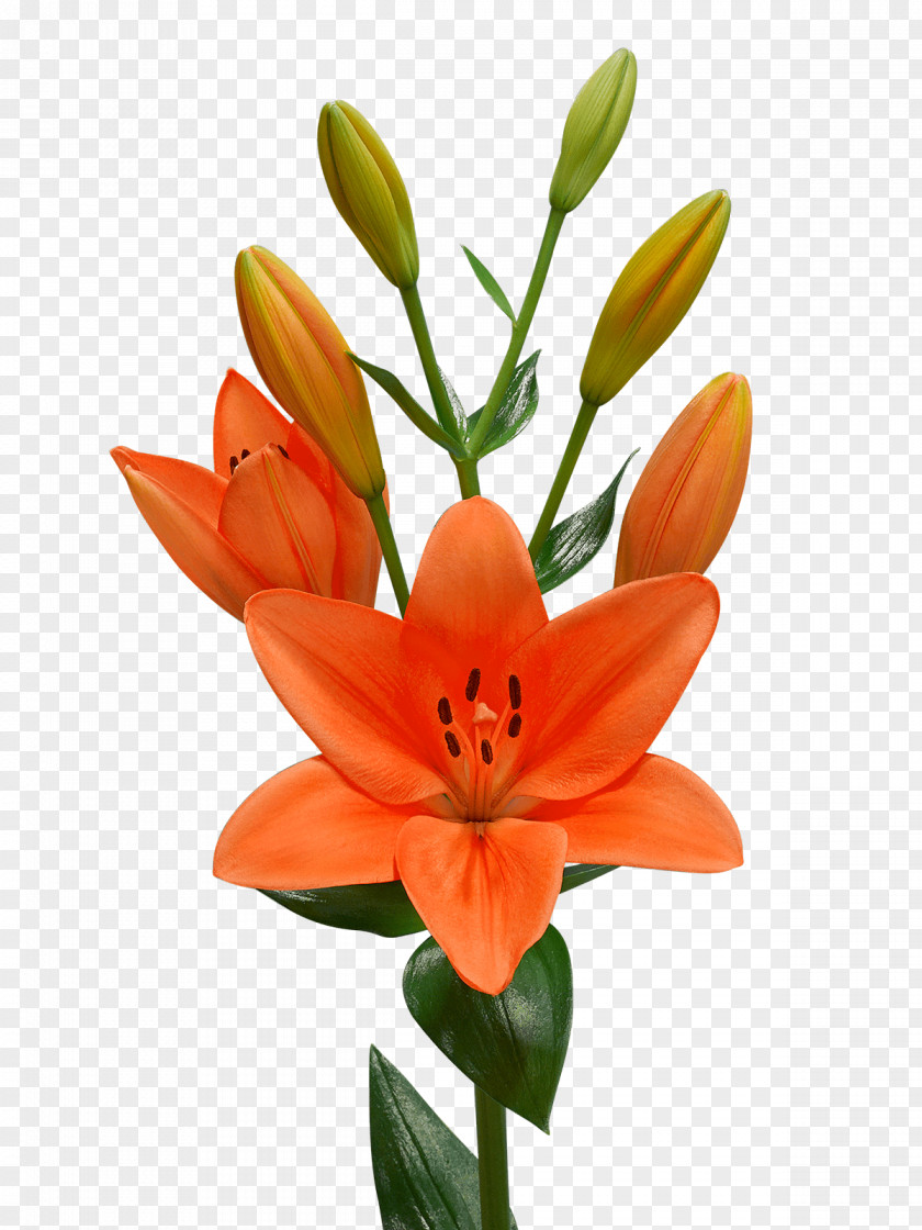 Orange Flower Lilium Bulbiferum Cut Flowers Regale Candidum PNG