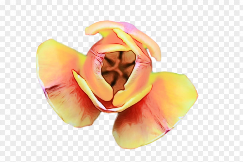 Petal Flower Fruit PNG