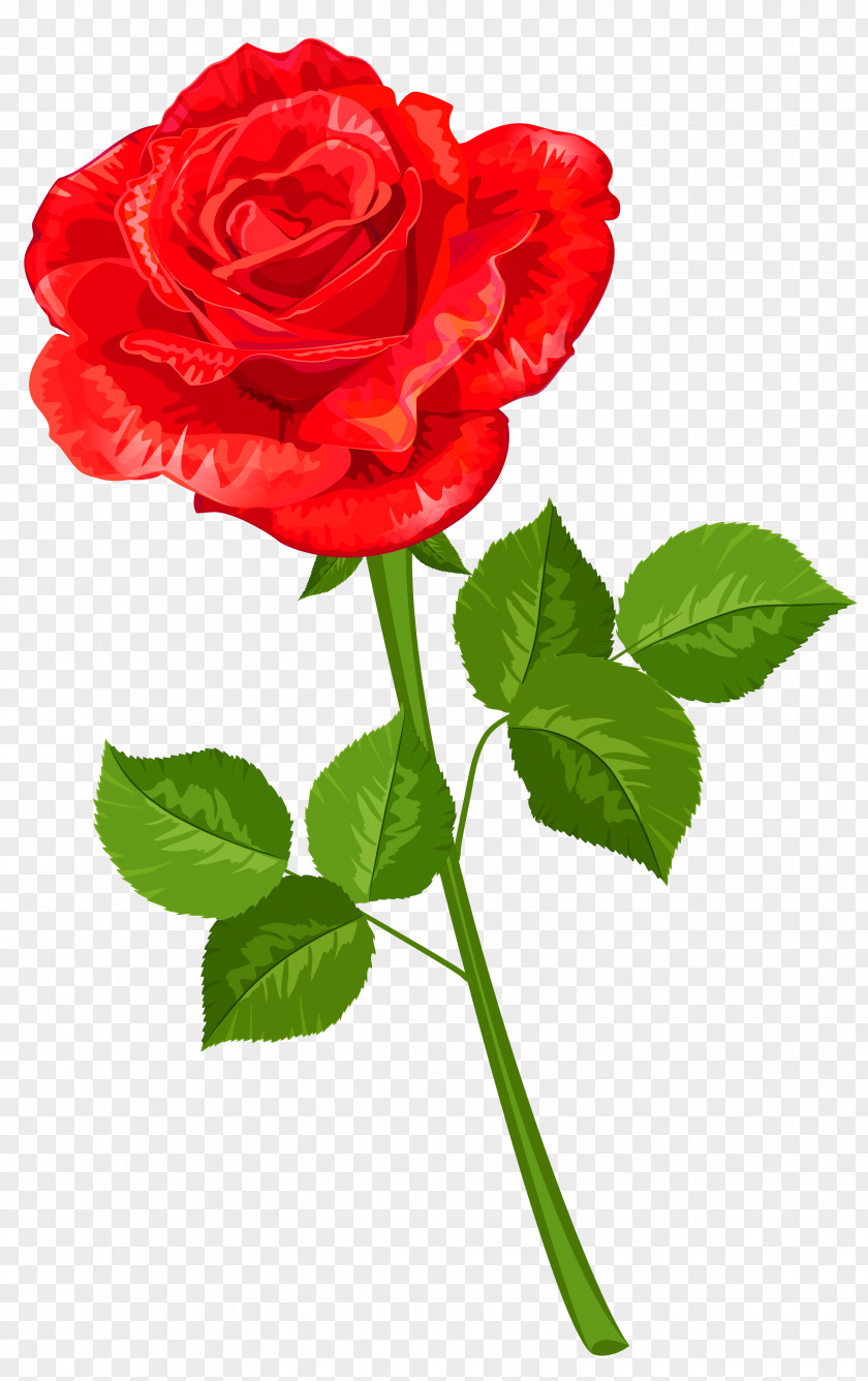Rose Transparent Clipart Flower Drawing Clip Art PNG