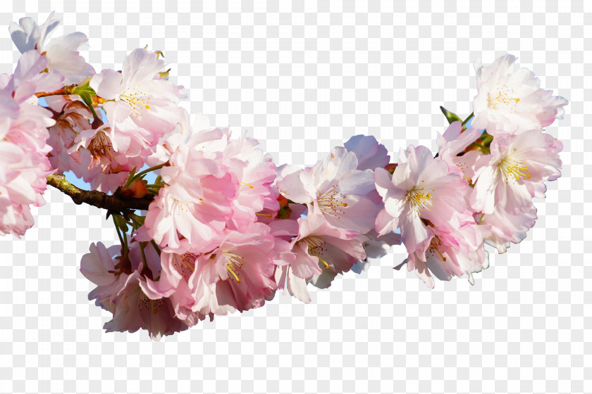 Apricot Branches Prunus Serrulata Cherry Blossom PNG