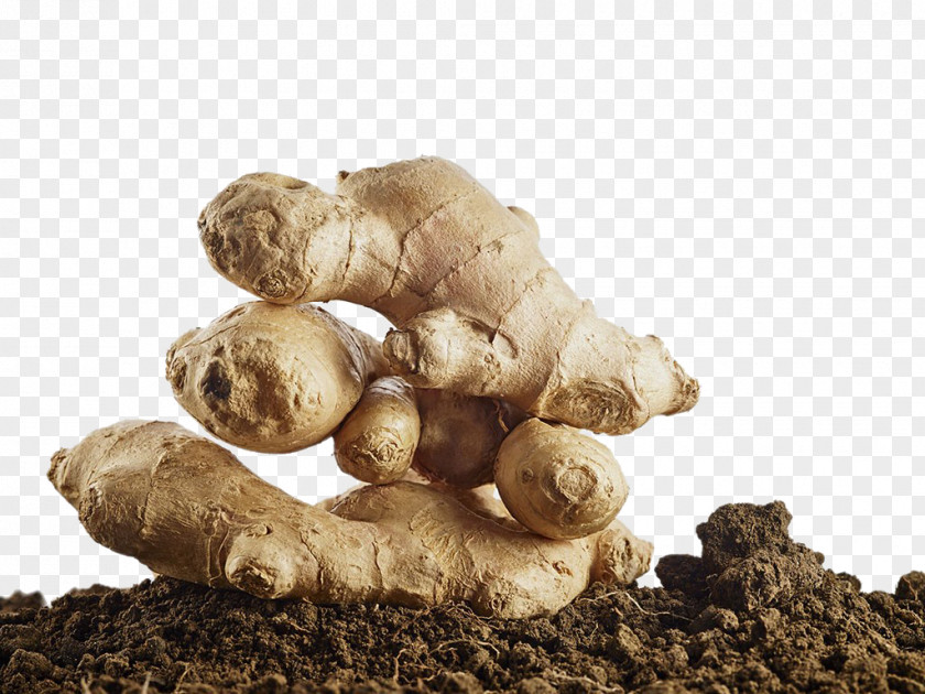 Ginger And Soil HD Clips Root Vegetables Stock Photography Allium Fistulosum PNG