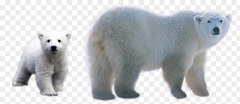 Nm Polar Bear Download Clip Art PNG