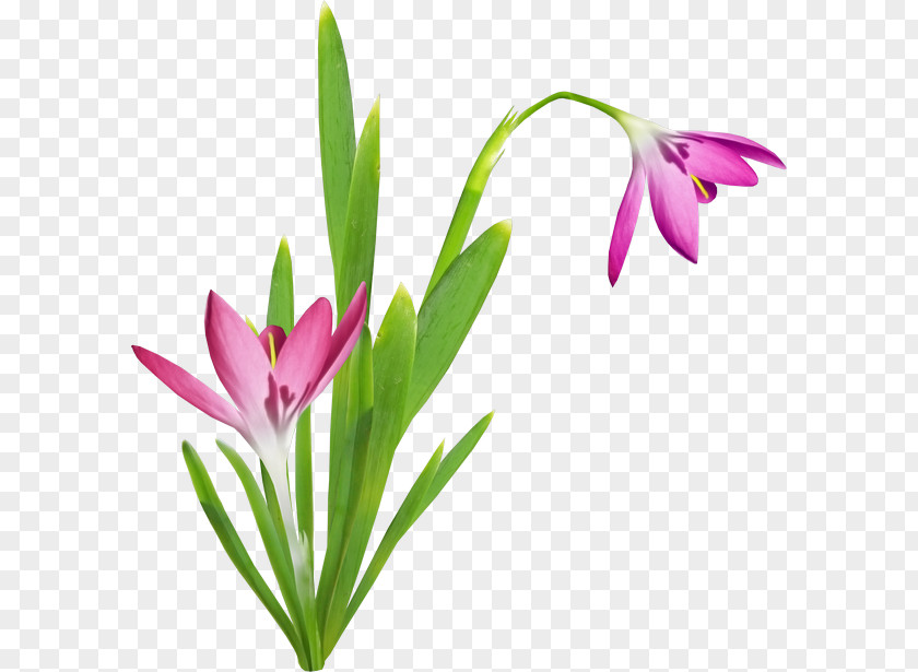 Plant Cut Flowers Bud Stem Herbaceous PNG