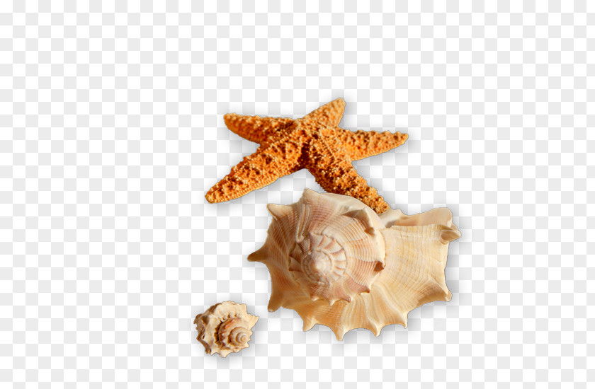 Seashell Shell Beach Shore Sea Snail PNG