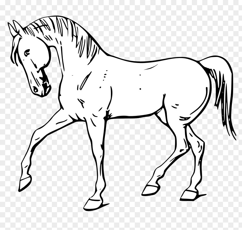 Animal Outline Tennessee Walking Horse Drawing Clip Art PNG