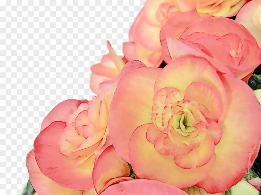 Garden Roses PNG