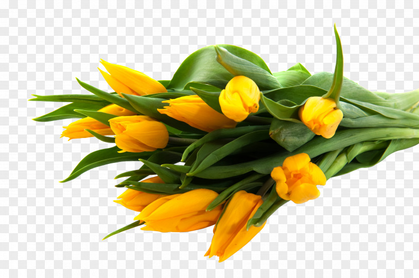 Tulip Rose Flower Yellow High-definition Video PNG