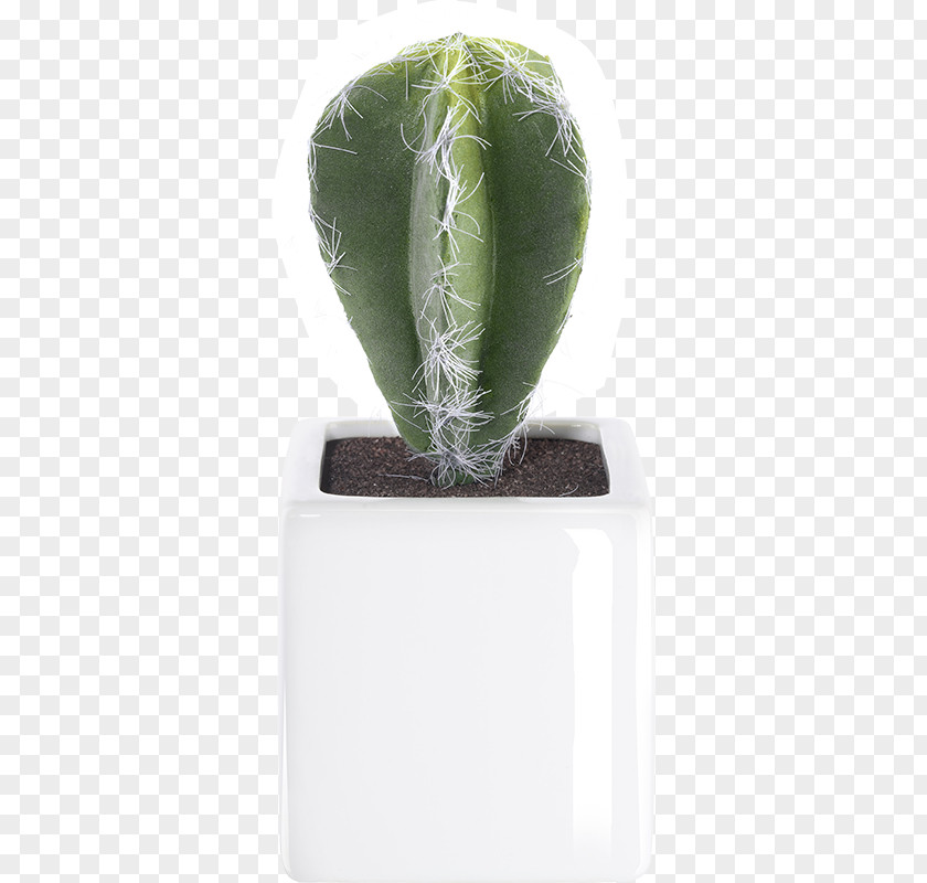 Vase Cactaceae Cactus V Succulent Plant PNG