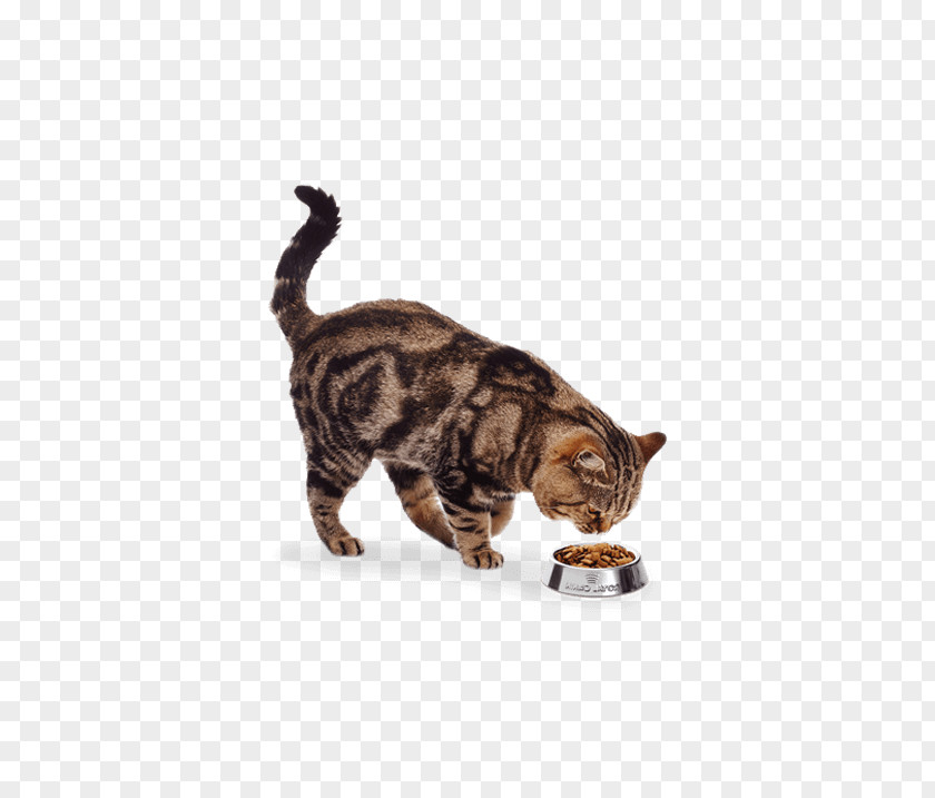 Cat Tabby Domestic Short-haired Dog Whiskers PNG