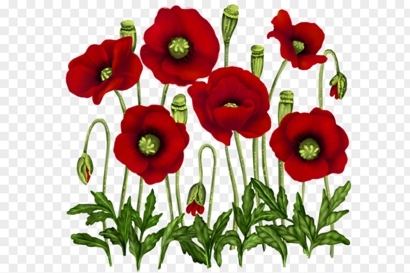 Flower Poppy Vase With Red Poppies Painting PNG