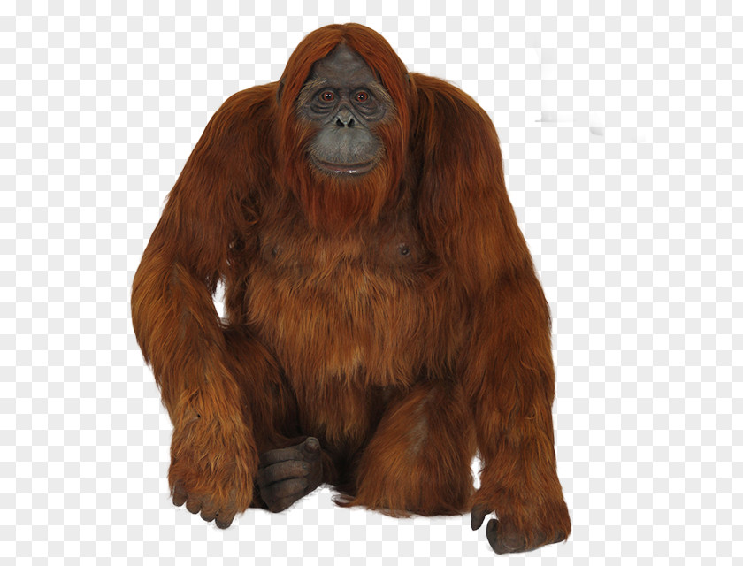 Gorilla Chimpanzee Monkey Bornean Orangutan PNG