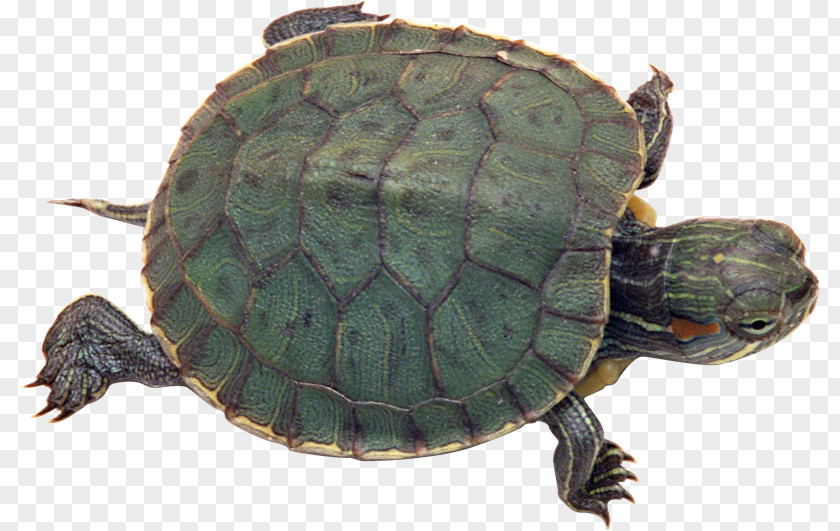 Tortuga Turtle Reptile Red-eared Slider Light Pet PNG