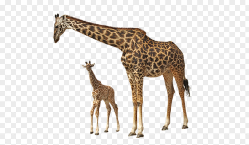 Giraffe Family Rothschilds Felidae Clip Art PNG