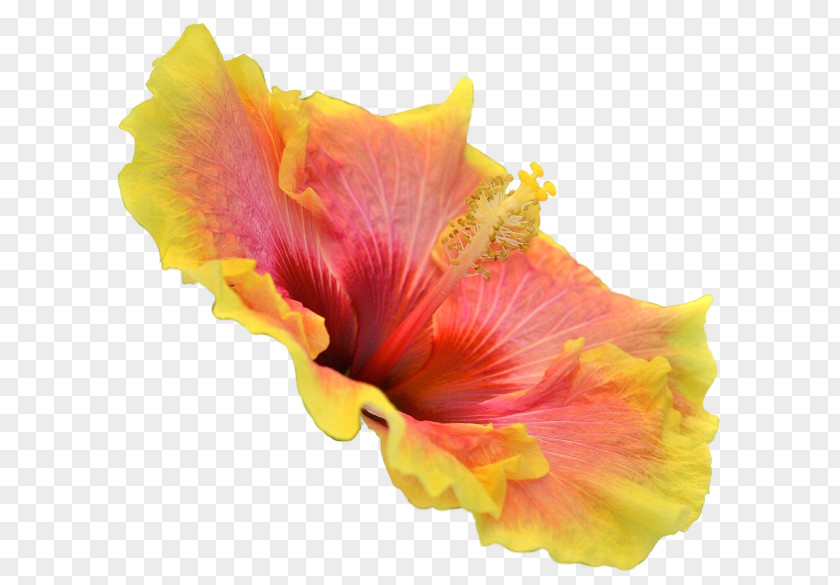 Orange Hibiscus Flower Wedding Cake Image Rosemallows Download PNG