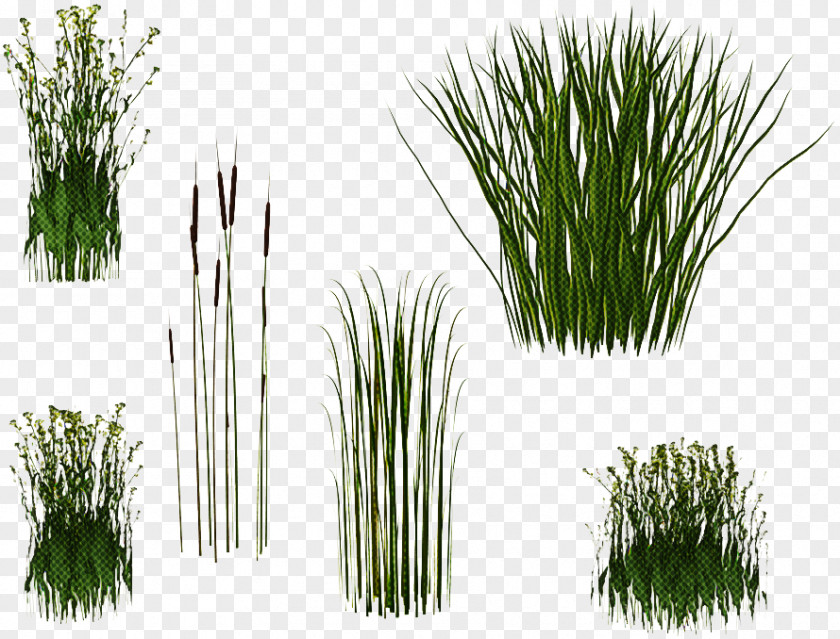 Plant Grass Red Pine Chives Georgia PNG