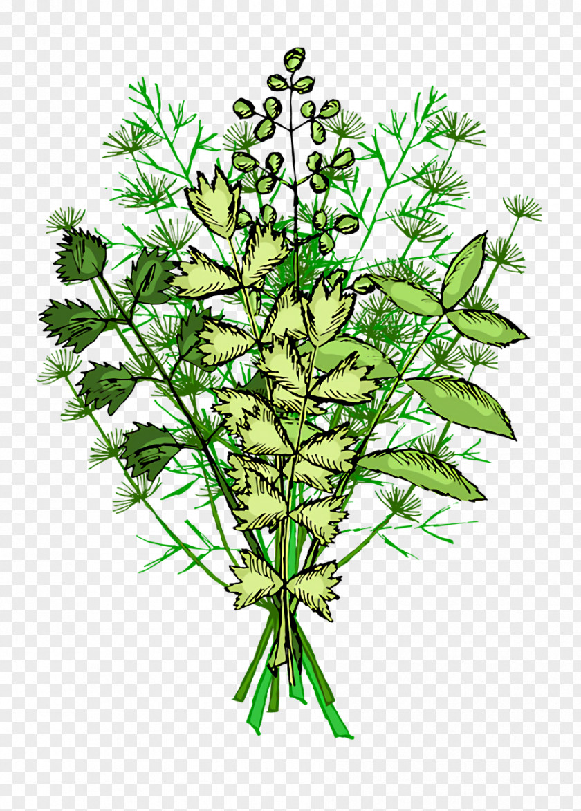 Plant Stem Herbal Medicine Herb Tree Plants PNG