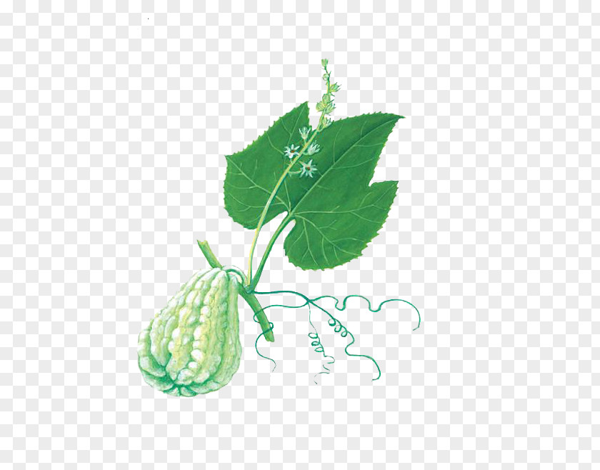 The Green Gourd On Vines Chayote Buddha's Hand Melon Food Bergamot Orange PNG
