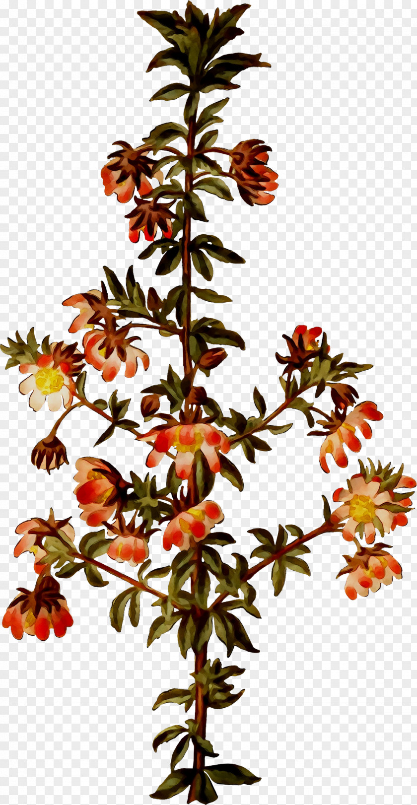 Twig Plant Stem Flowering Shrub PNG