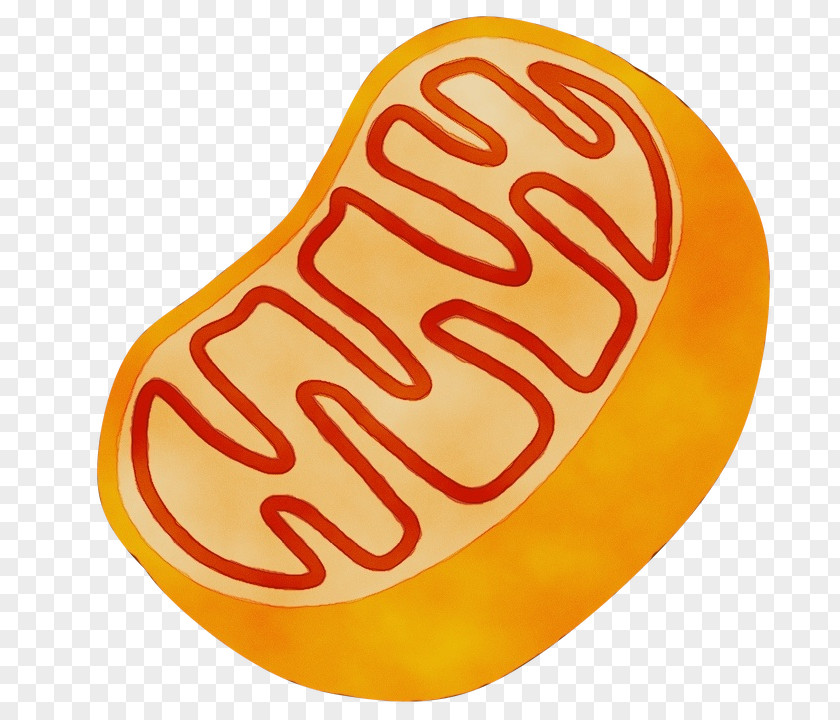 American Food Fast Mitochondrion Eukaryote Chemiluminescence Voting Text PNG