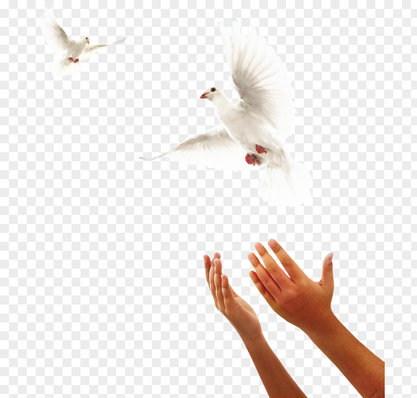 Beak Peace Person Cartoon PNG