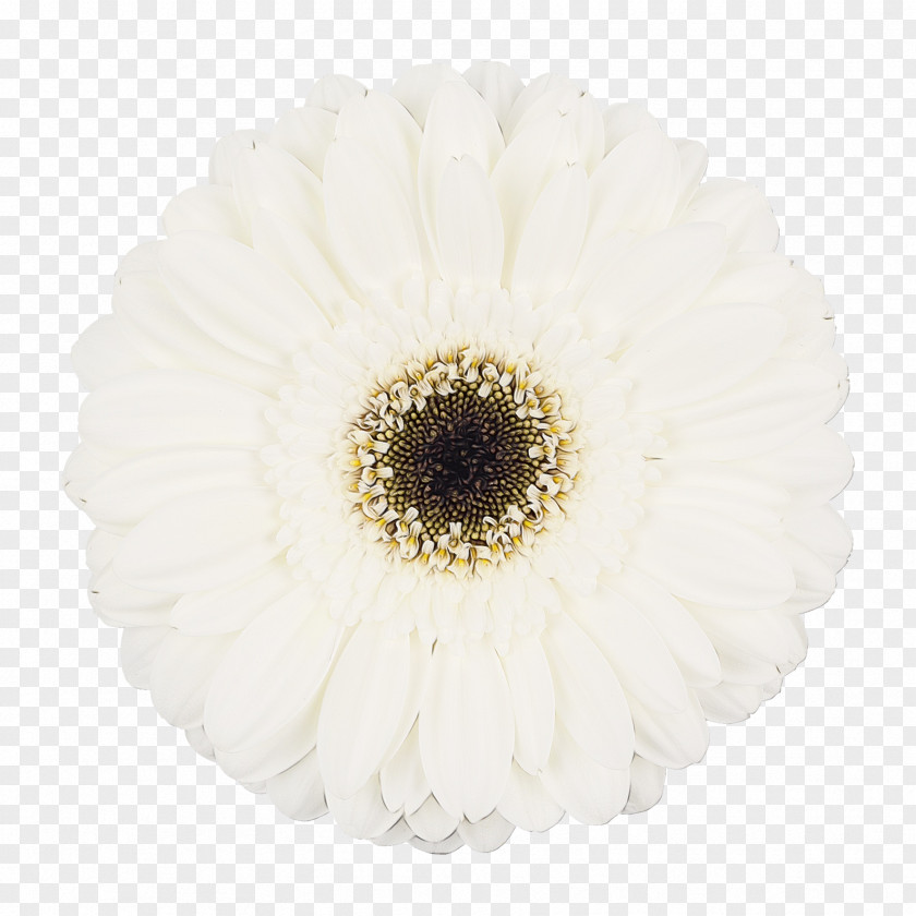 Ceiling Artificial Flower Flowers Background PNG