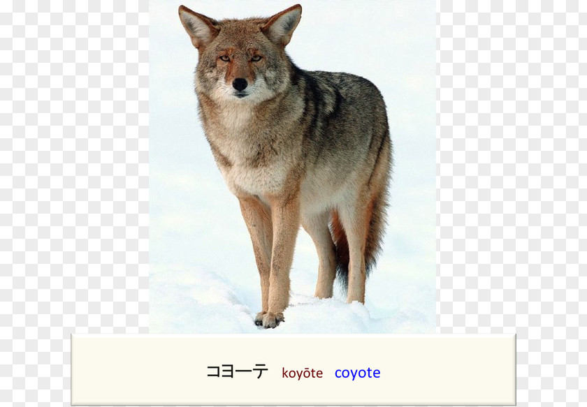 Dog Coyote Cougar Red Fox Mule Deer PNG