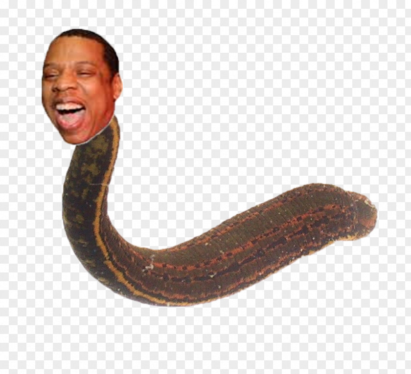 Jay Z Medicinal Leech Hirudo Verbana Annelid Tempest Prognosticator PNG