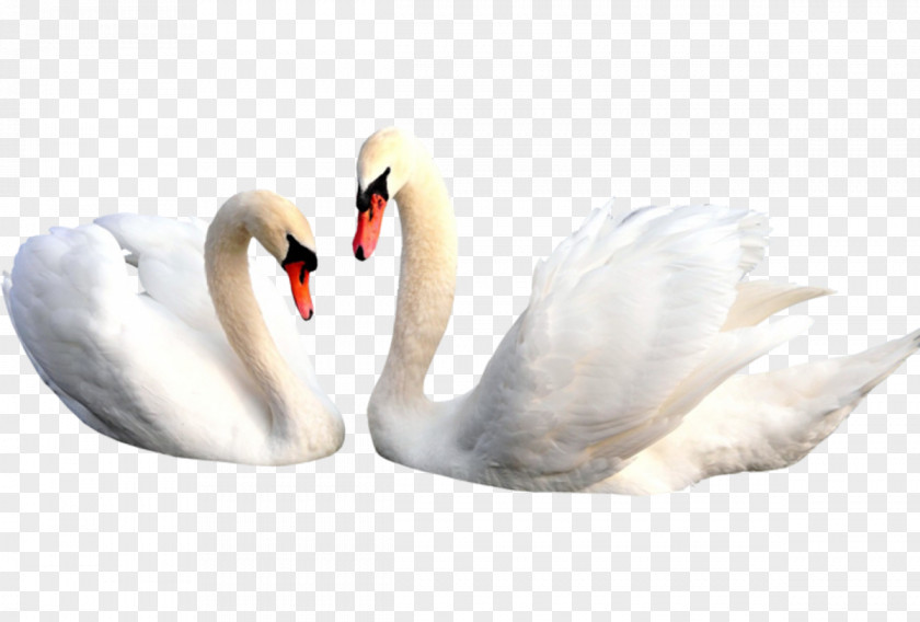 Lovely White Swan Cygnini Bird Clip Art PNG