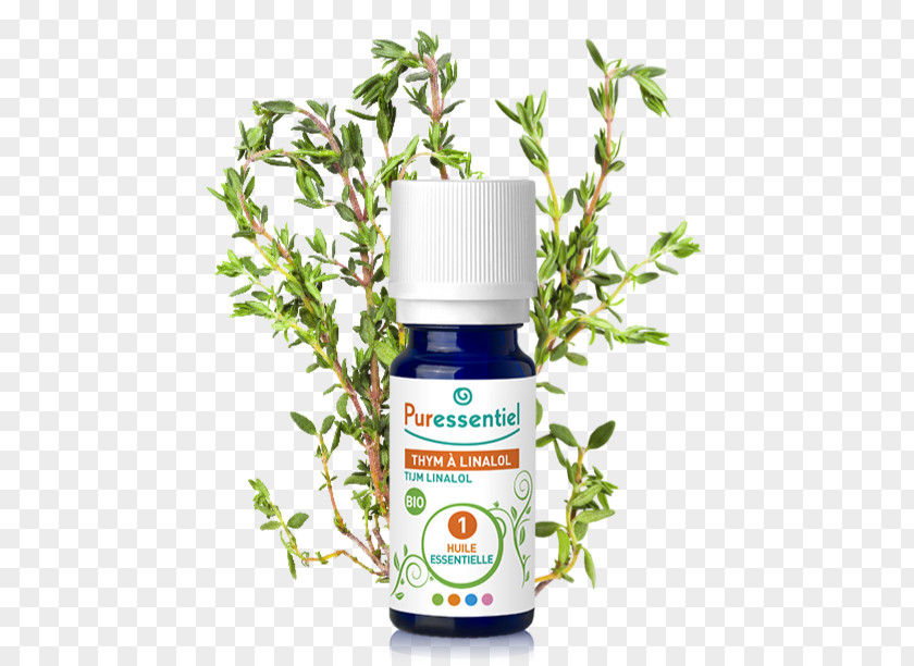 Oil Essential Ravensara Aromatica Lavandula Latifolia Herb PNG