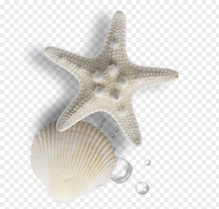 Sea Shells Seashell Gratis Pearl PNG